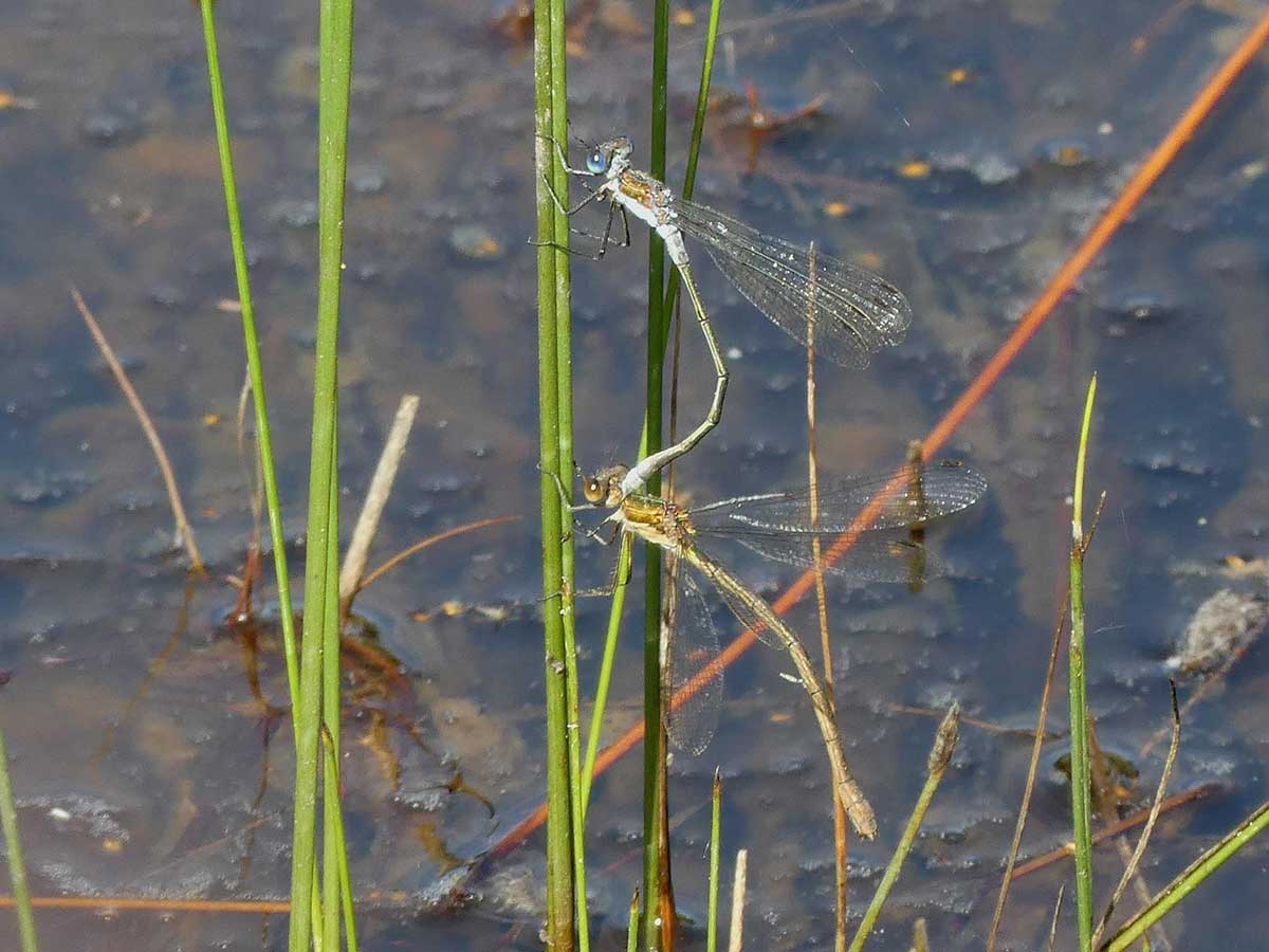 Lestes_sponsa
